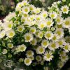 Aster Ericoides Monte Cassino